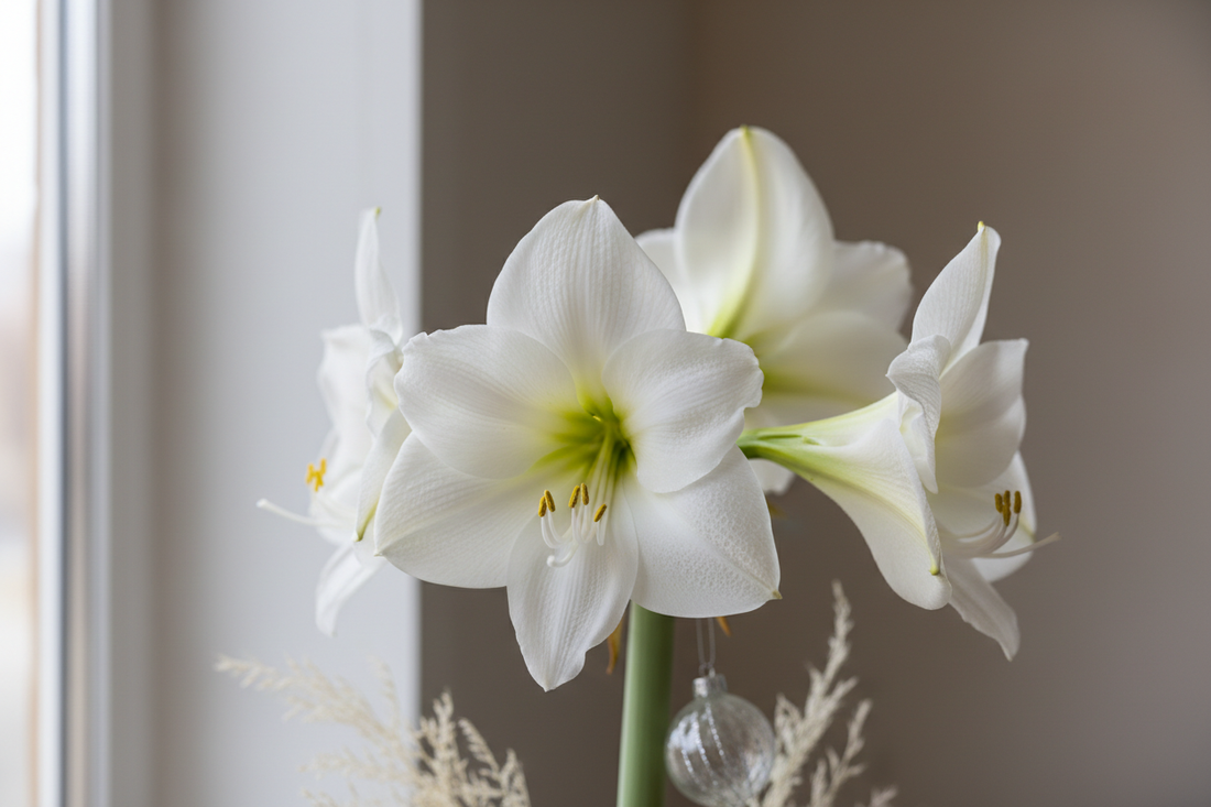 Trendiga Julblommor 2025 – Skicka Blommor som Sprider Glädje i Jul och Nyår
