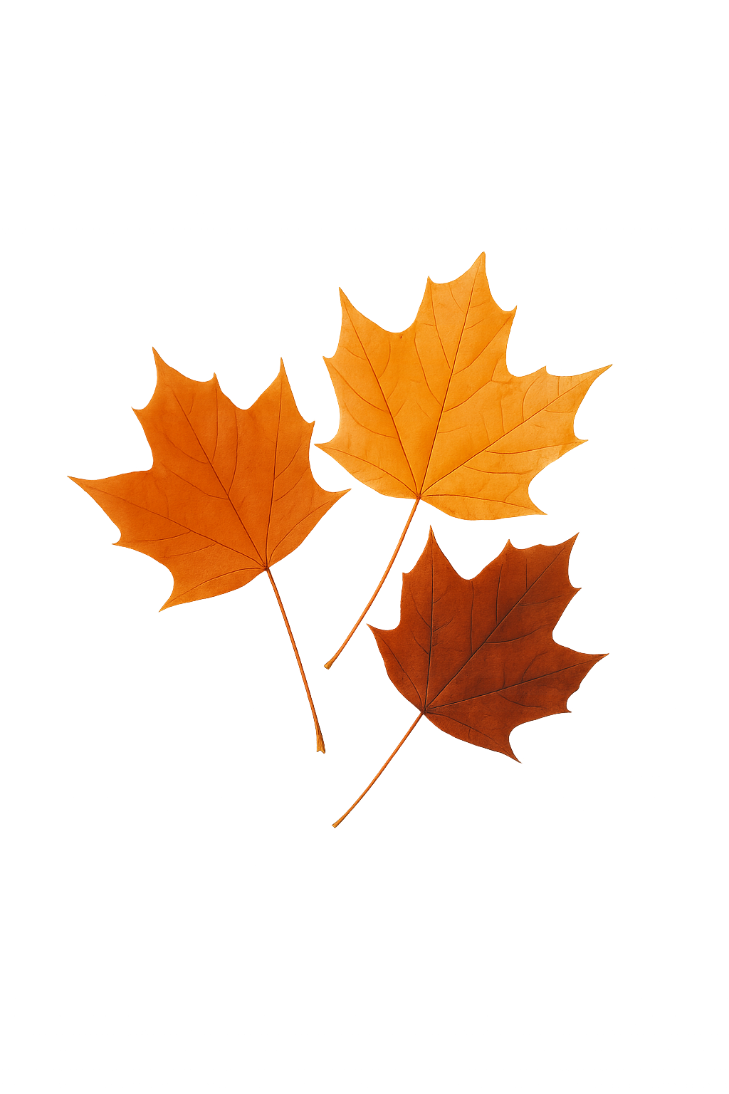 Höstlöv i varma toner av orange och guld – symbol för Netfloras höstkollektion av blommor.