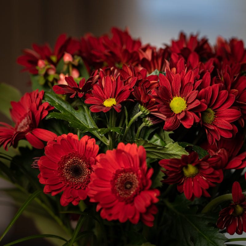Röd bukett med krysantemum och gerbera – blomleverans från Netflora