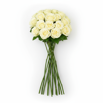 Vita rosor flat lay med parallella stjälkar